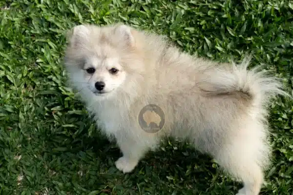 Macho Spitz Alemão Laranja - Image 10