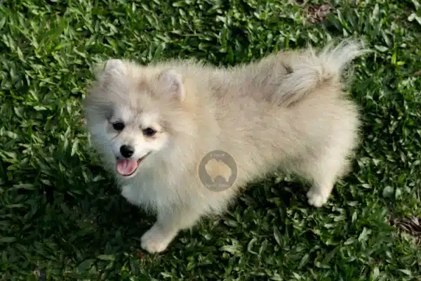 Macho Spitz Alemão Laranja - Image 9