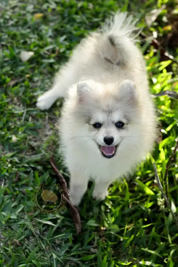 Macho Spitz Alemão Laranja - Image 2