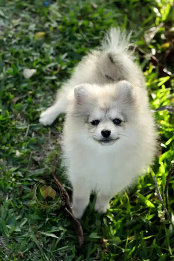 Macho Spitz Alemão Laranja - Image 8