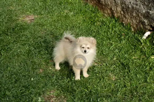 Macho Spitz Alemão Laranja - Image 7