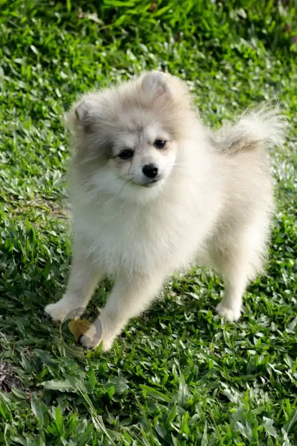macho spitz alemao laranja
