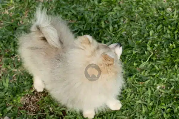 Macho Spitz Alemão Laranja - Image 5