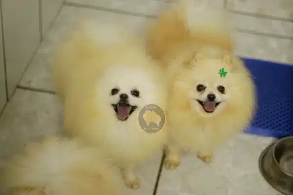 Preço Lulu da pomerania mini
