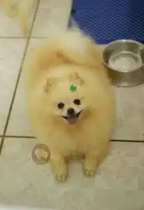 Fêmea Adulta Spitz Alemão