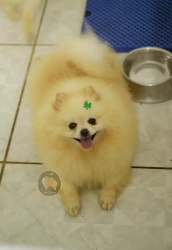 Fêmea Adulta Spitz Alemão