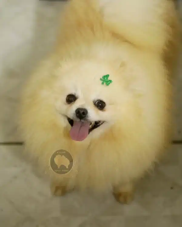 cachorro lulu da pomerânia valor