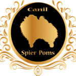 Canil Sky Spier Poms