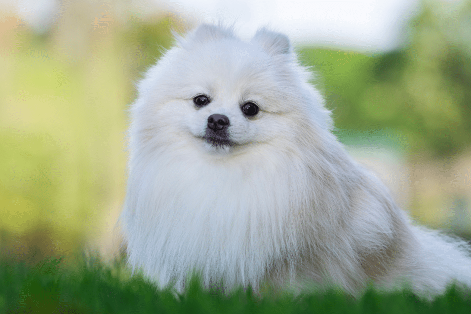 Lulu da Pomerânia é a raça de cão mais popular do Brasil