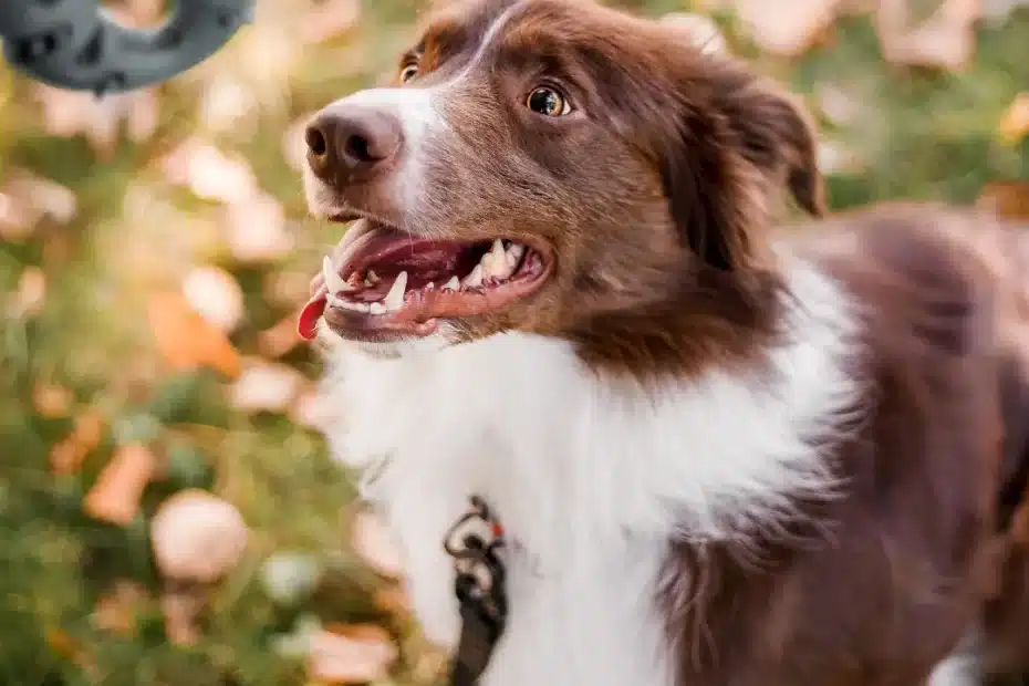 Tártaro Em Cachorro