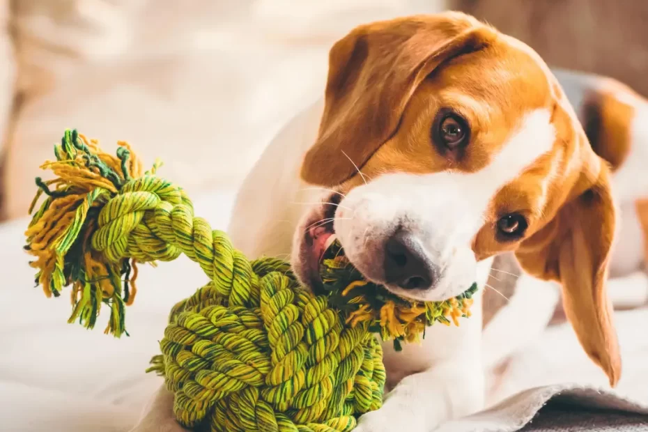 brinquedo interativo para cachorro