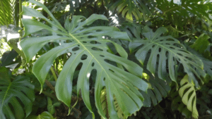 plantas venenosas 1