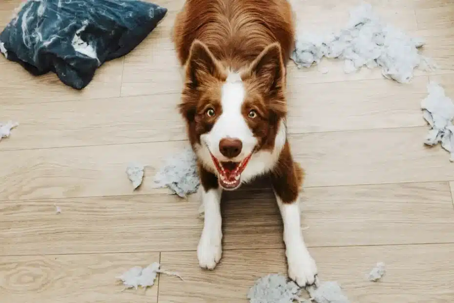 ansiedade de separação cachorro