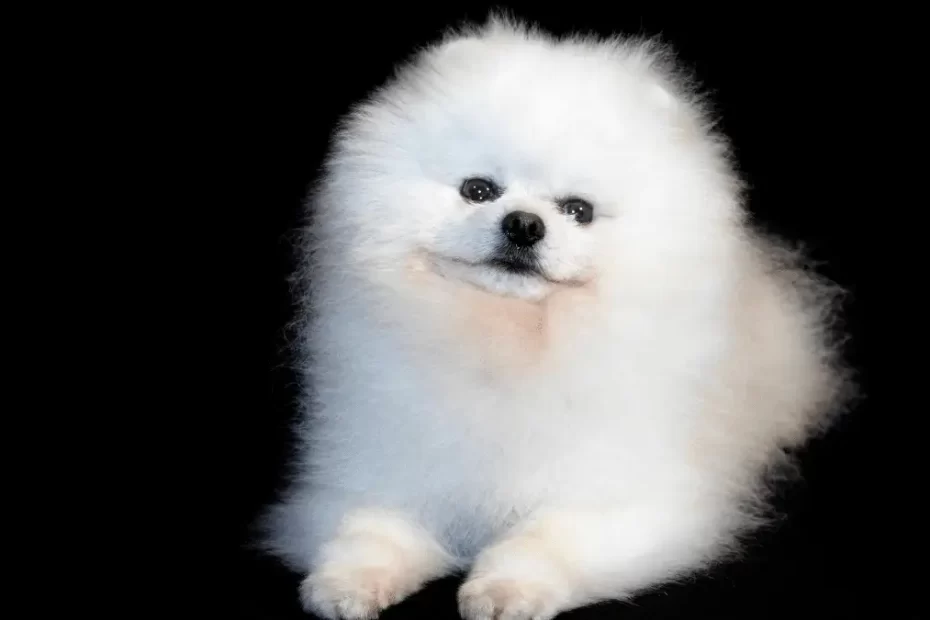 cachorro lulu da pomerania branco