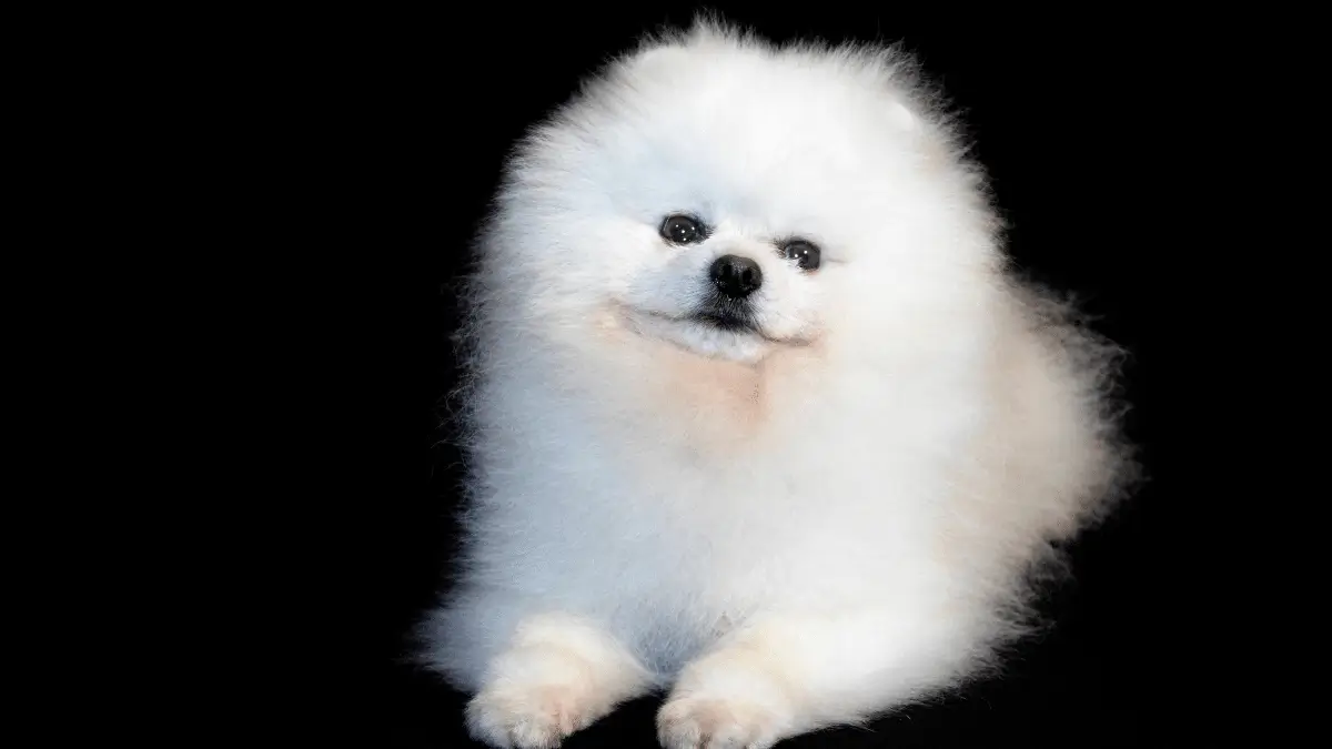 cachorro lulu da pomerania branco